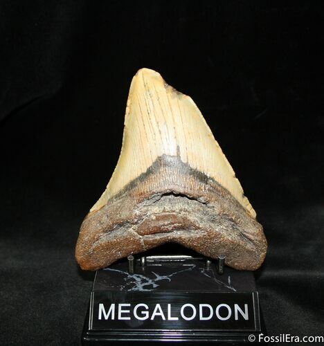 Megalodon Tooth - South Carolina #960